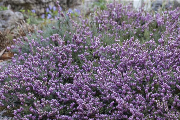 Erica carnea