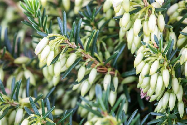 Erica carnea
