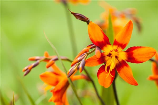 Crocosmia x crocosmiiflora 'Emily McKenzie'