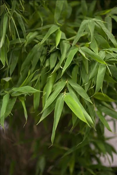 Fargesia murielae