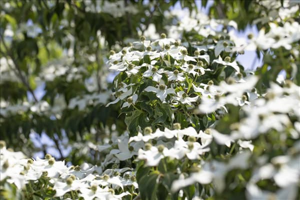Cornus kousa 'Cappuccino'®