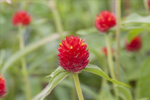 Gomphrena globosa