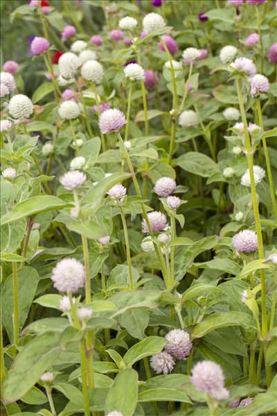 Gomphrena globosa