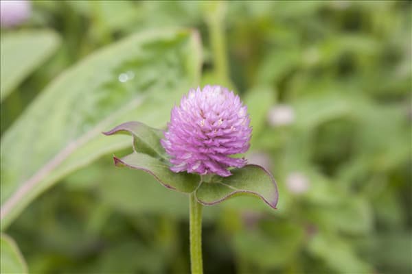 Gomphrena globosa