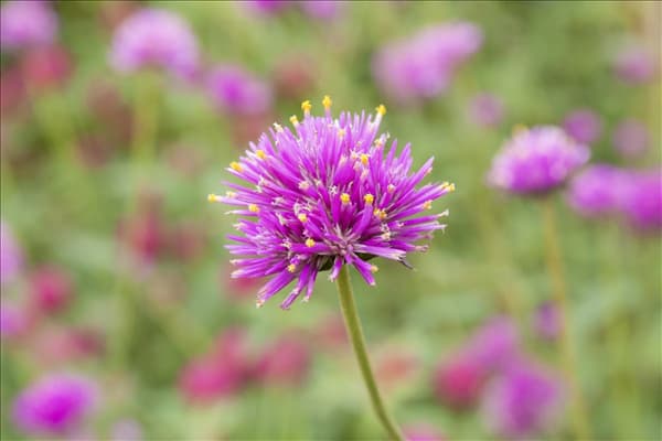 Gomphrena globosa