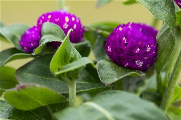 Gomphrena globosa