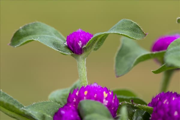 Gomphrena globosa