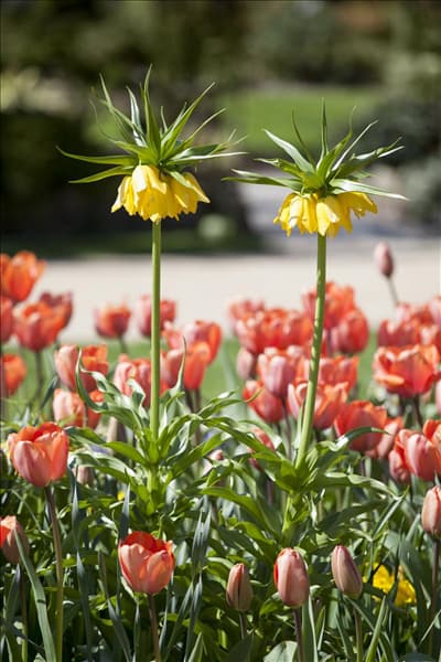 Fritillaria imperialis 'Maxima Lutea'