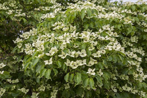 Cornus kousa chinensis 'China Girl'