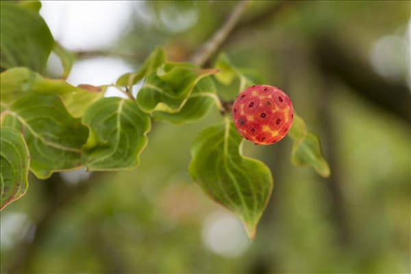 Cornus kousa chinensis 'China Girl'
