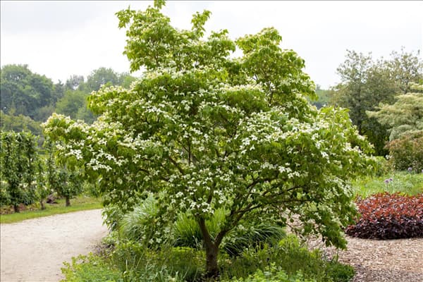 Cornus kousa chinensis 'China Girl'