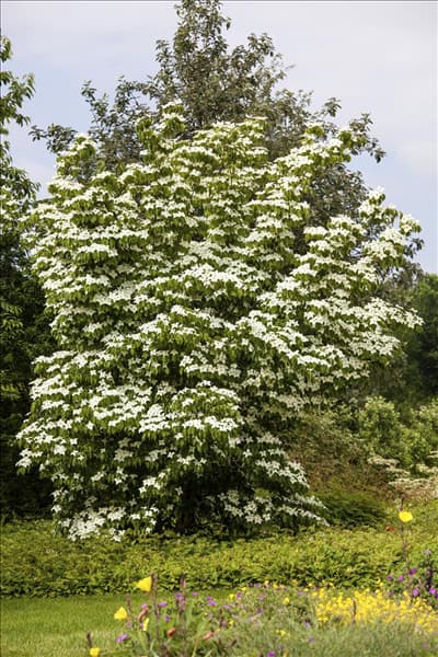 Cornus kousa chinensis 'China Girl'