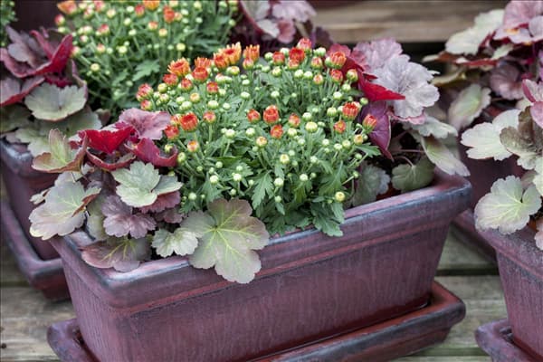 Chrysanthemum indicum