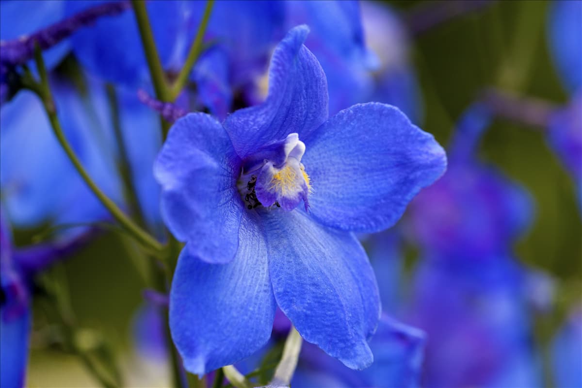 Delphinium belladonna 'Piccolo'