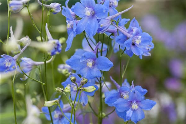 Delphinium belladonna 'Piccolo'