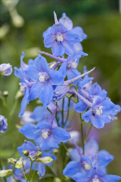 Delphinium belladonna 'Piccolo'