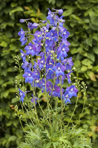 Delphinium belladonna 'Piccolo'