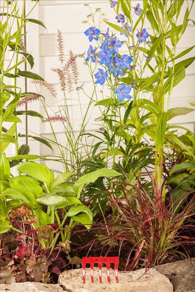 Delphinium belladonna 'Piccolo'