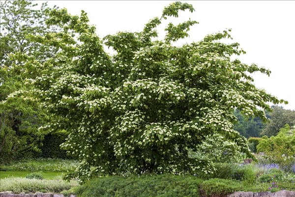 Cornus kousa chinensis 'Kreuzdame'