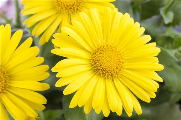 Doronicum orientale