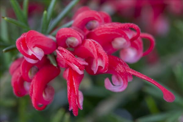 Grevillea robusta