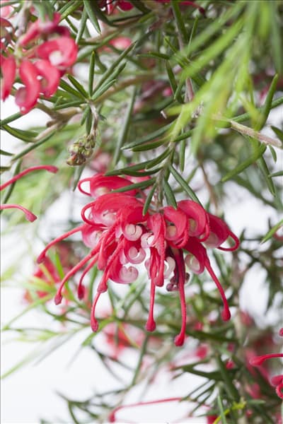 Grevillea robusta