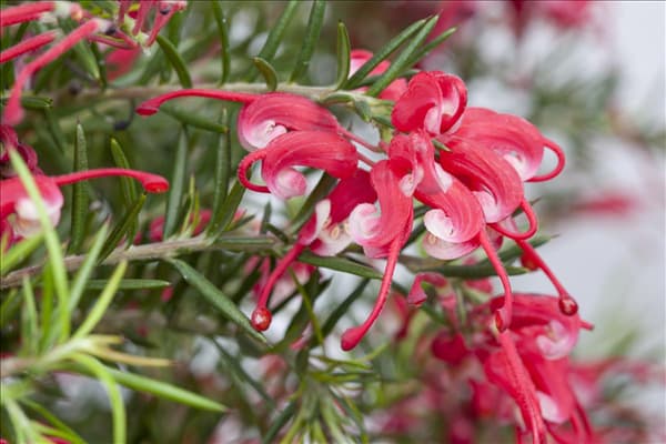 Grevillea robusta