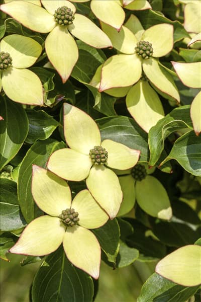 Cornus kousa chinensis 'Wieting´s Select'