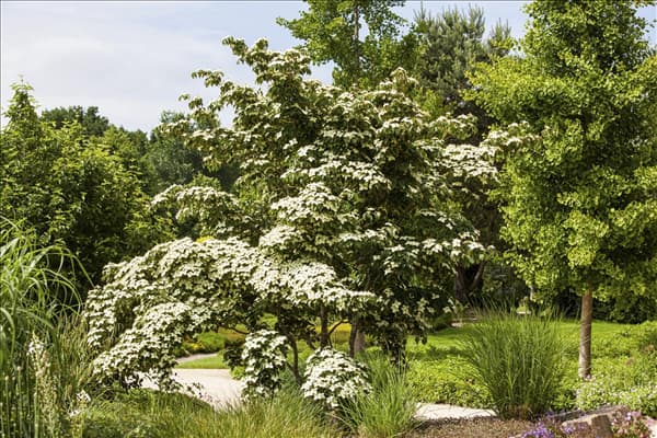 Cornus kousa chinensis 'Wieting´s Select'