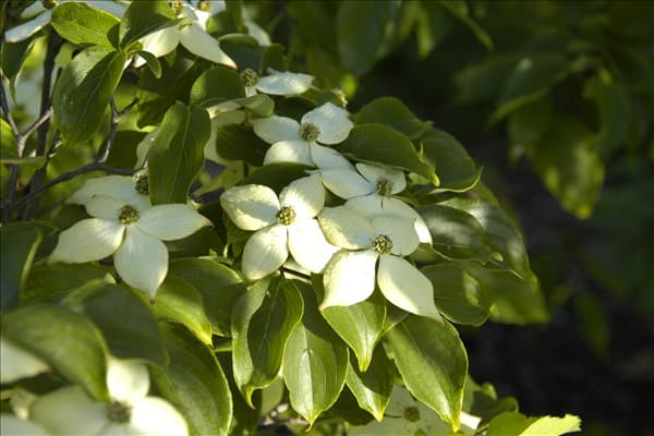 Cornus kousa chinensis 'Wieting´s Select'