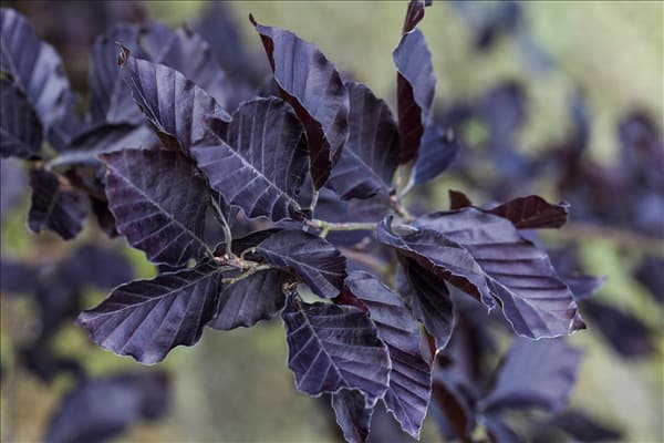 Fagus sylvatica 'Atropurpurea'