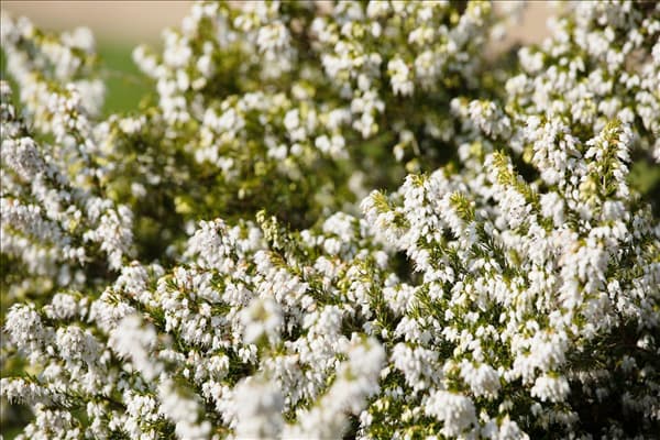 Erica carnea, weiß