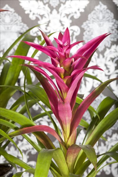 Guzmania