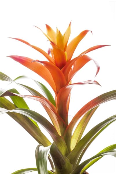 Guzmania
