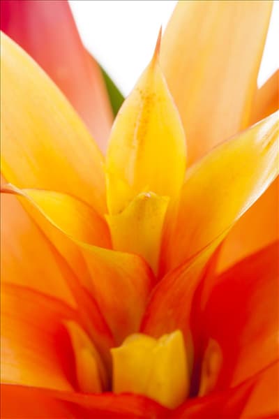 Guzmania