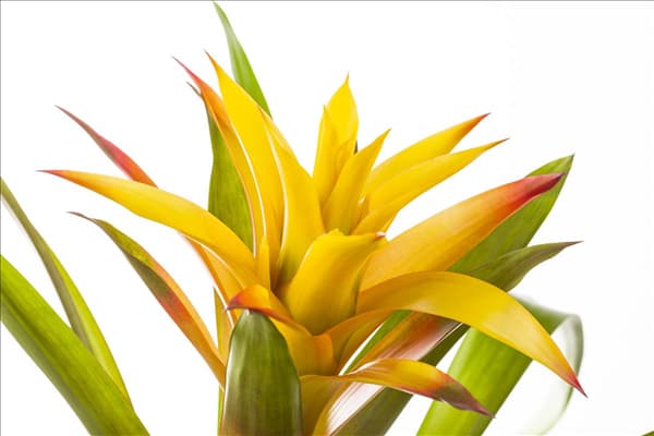 Guzmania