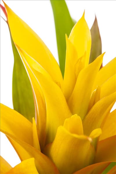 Guzmania