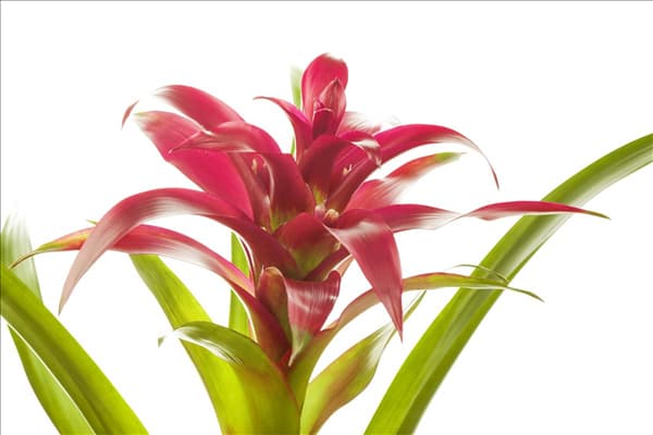 Guzmania