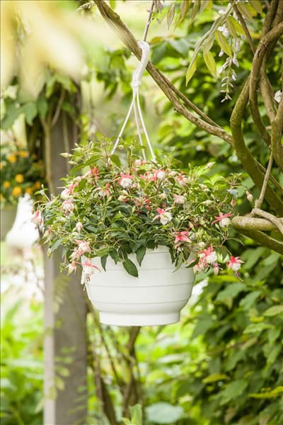 Fuchsia Hybride