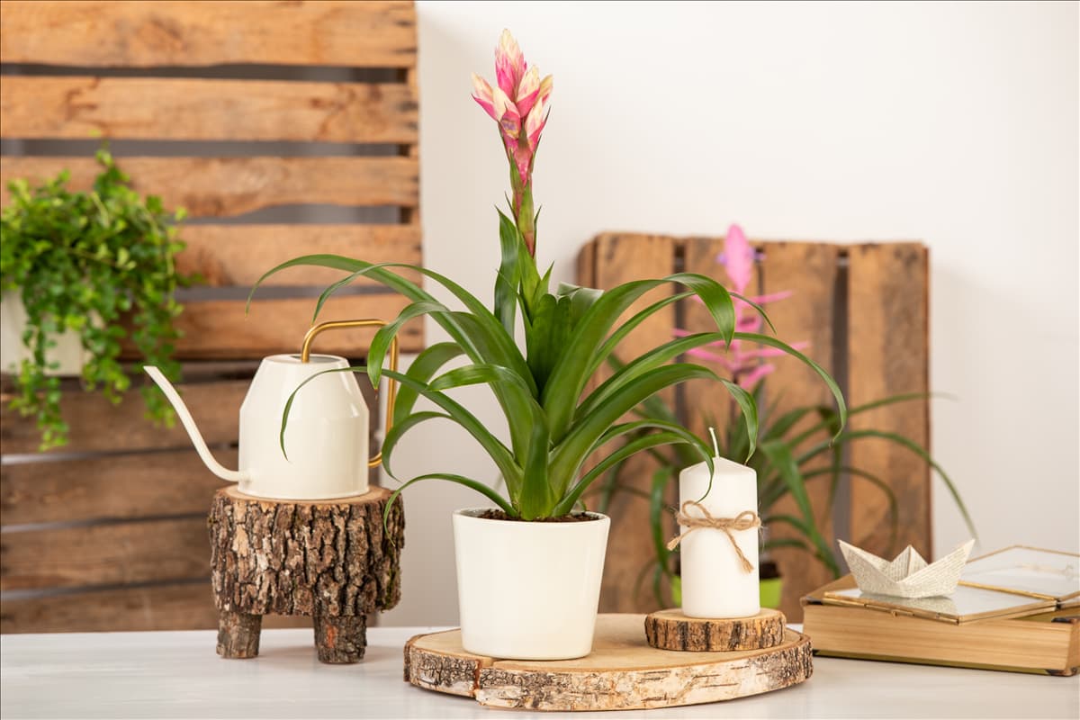 Guzmania 'Candy'