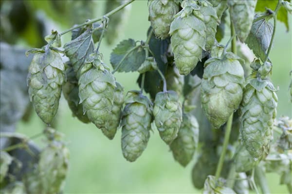 Humulus lupulus