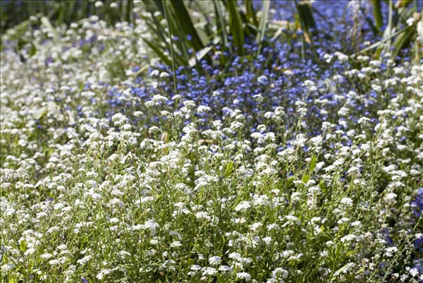 Myosotis sylvatica 'Snowsylva'