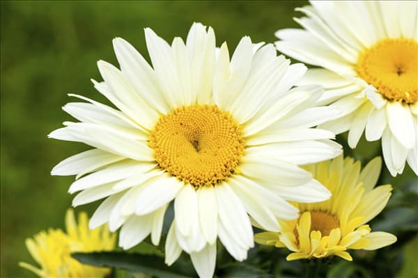 Leucanthemum x superbum 'Broadway Lights'®