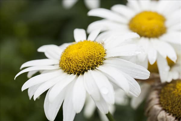 Leucanthemum x superbum 'Broadway Lights'®