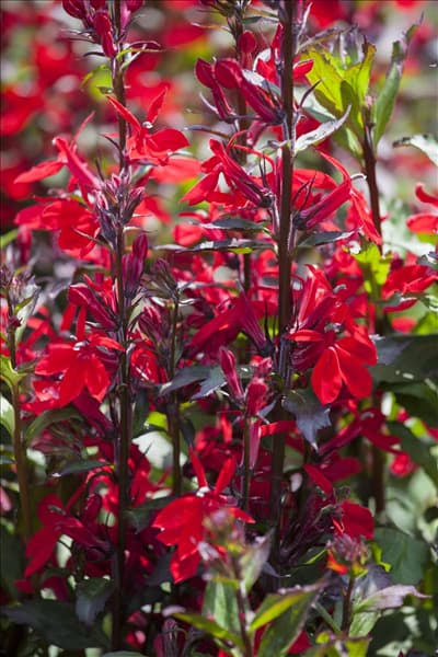 Lobelia x speciosa 'Starship Scarlet'