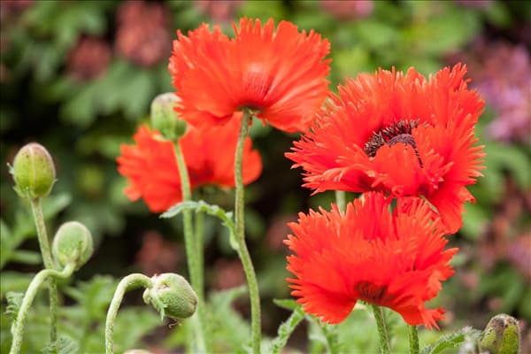Papaver orientale