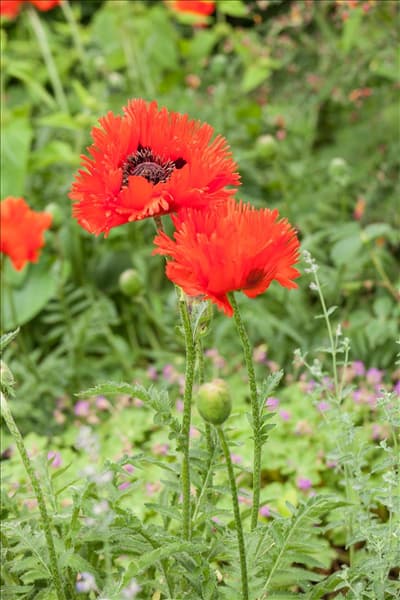 Papaver orientale