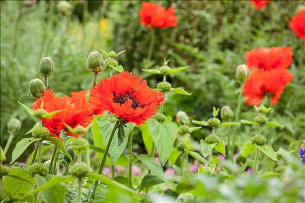 Papaver orientale