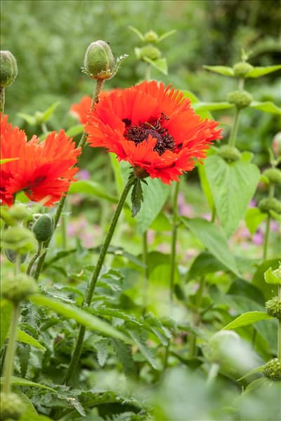 Papaver orientale