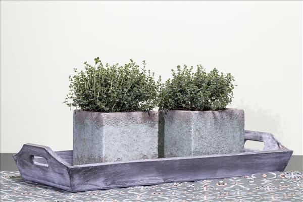 Thymus vulgaris